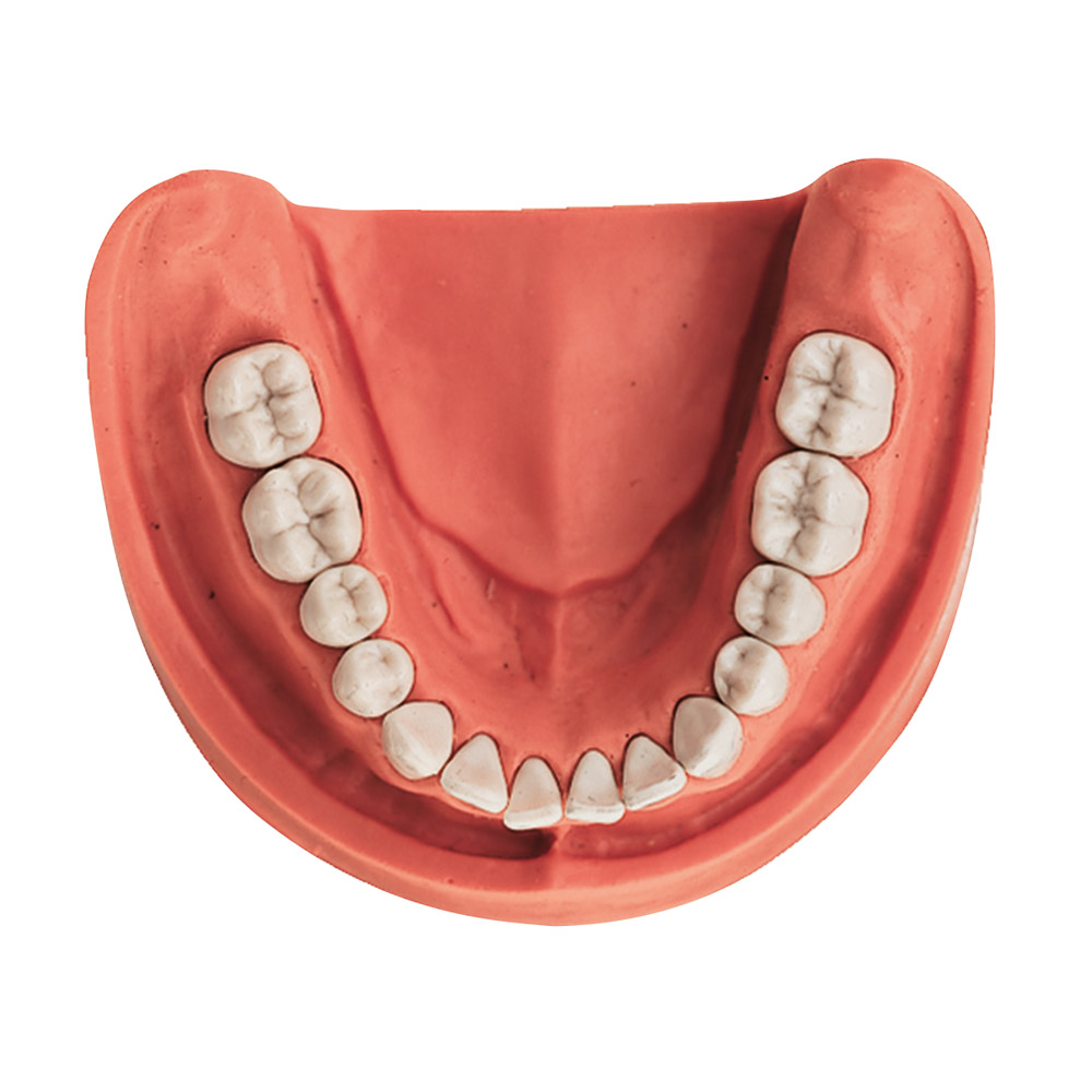Gingiva Model UK TZ 14, stk.