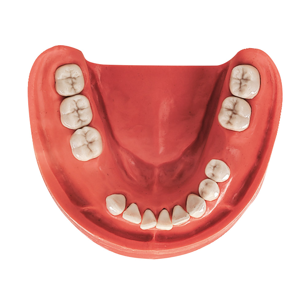Tandmodel UK TZ 13, stk.