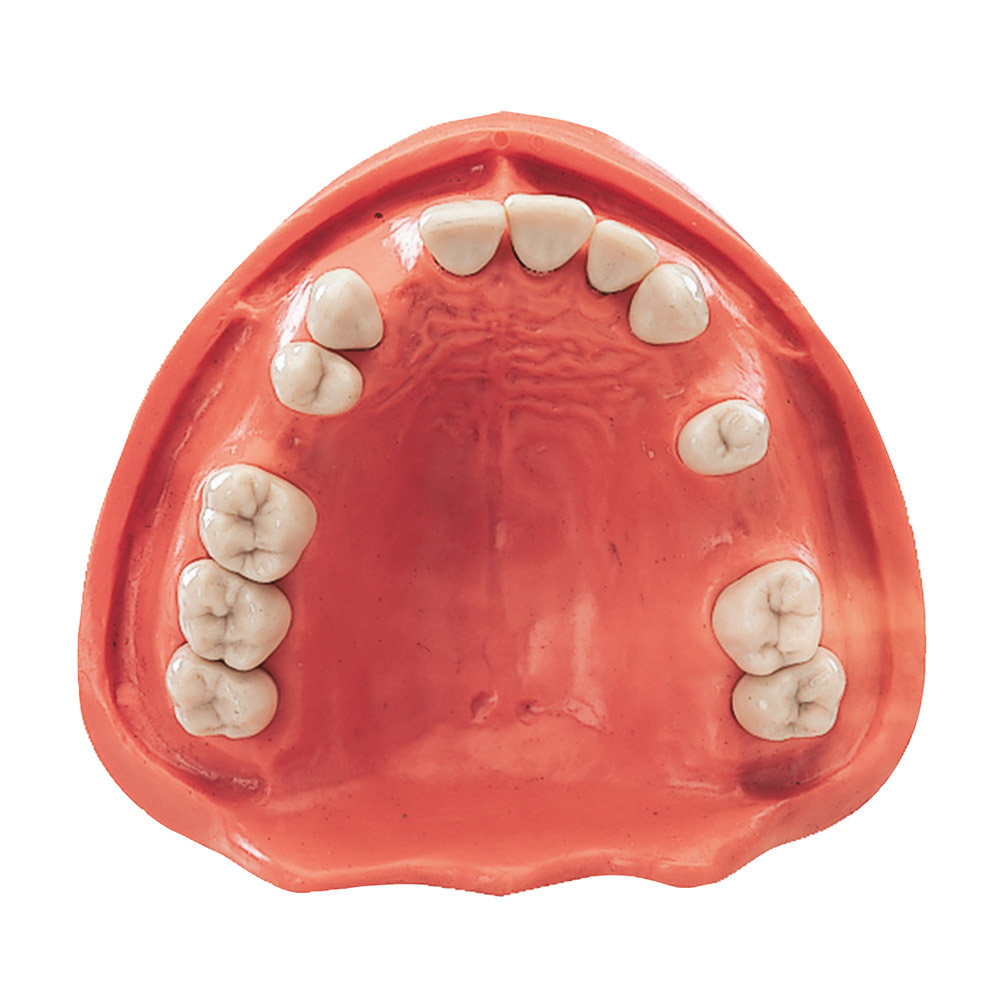 Gingiva model OK TZ 12N, stk.