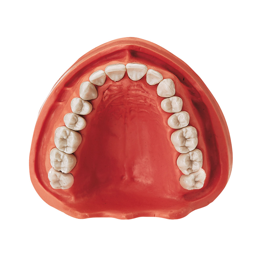 Gingiva model overkæbe VZ 16, stk.