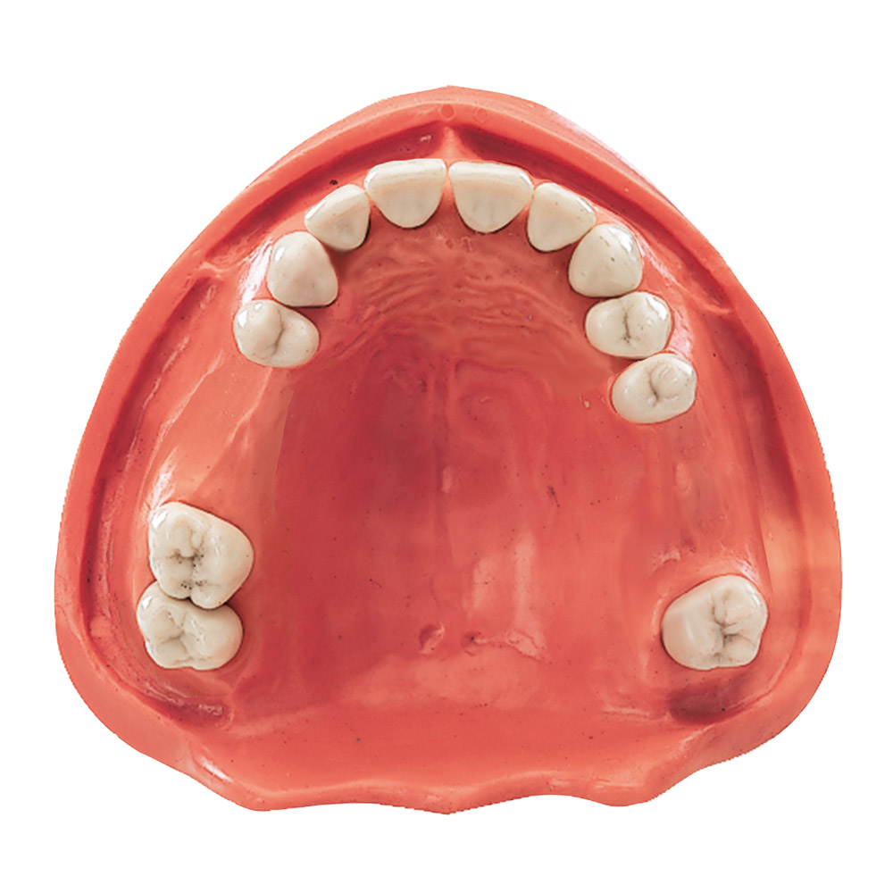 Gingiva model overkæbe 12/2, stk.