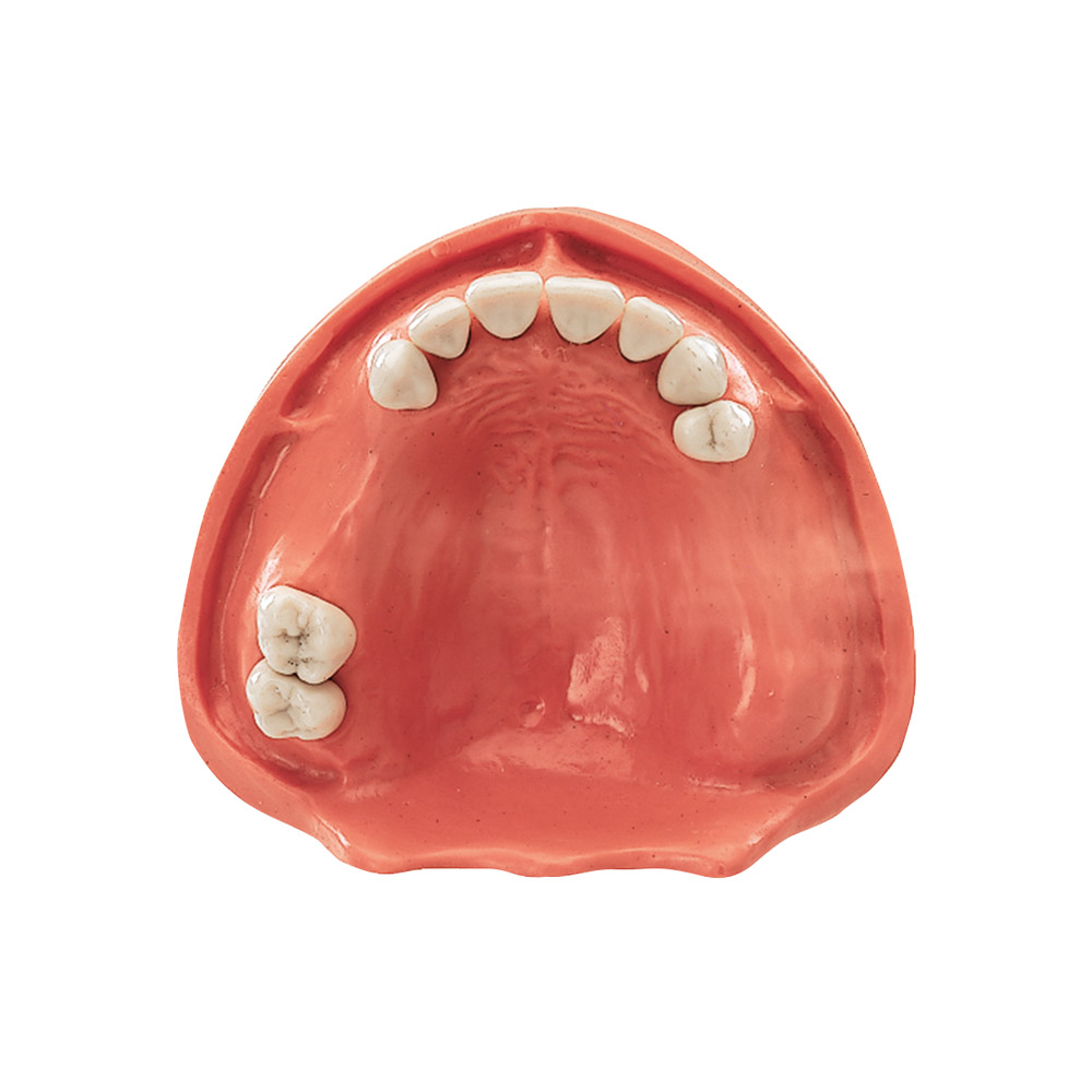 Gingiva model overkæbe TZ 9N, stk.