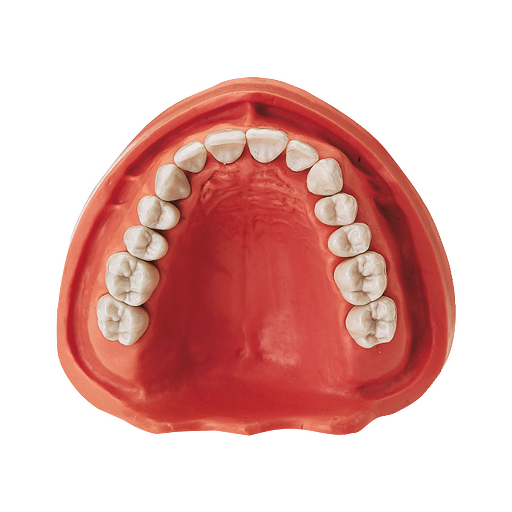 Gingiva model OK TZ 14, stk.